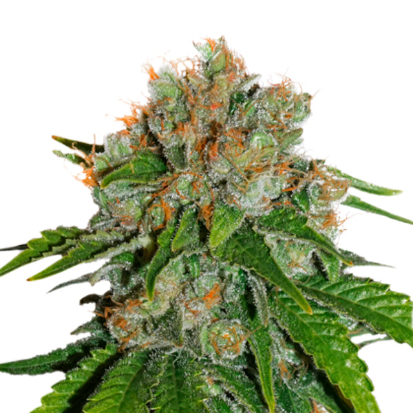 Auto Amnesia fem. 3 u. Seedstockers