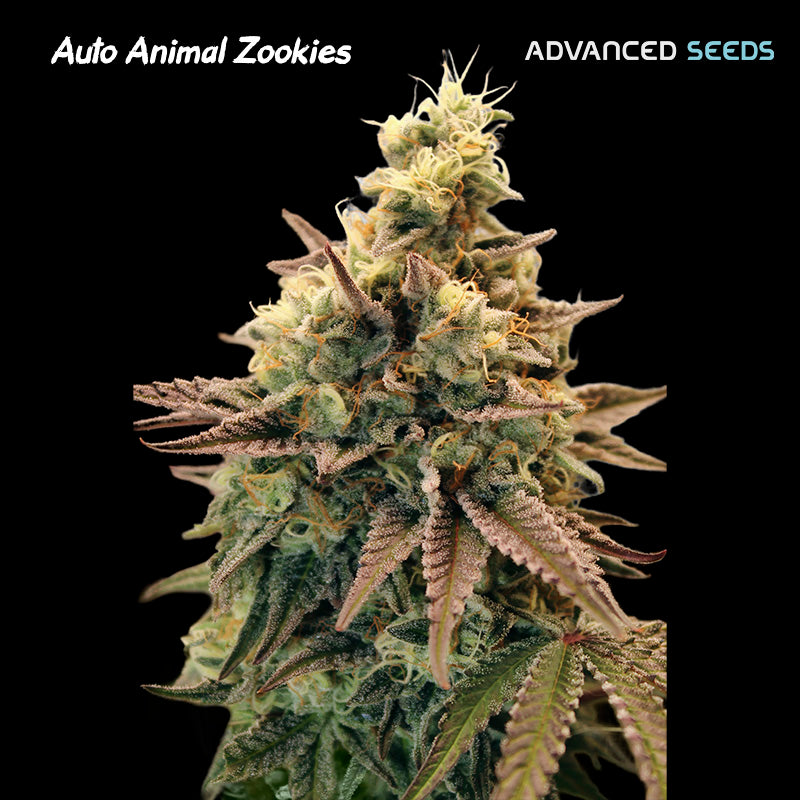 Auto Animal Zookies 3 + 1 pz. fem. Advanced Seeds