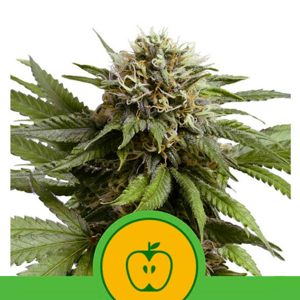 Auto Apple Fritter 10 semi femm. Royal Queen