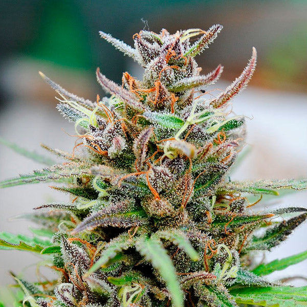 Auto Baby Boom 3 u. fem. Kannabia Seeds