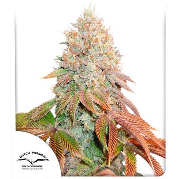 Auto Banana Blaze 3 pc. fem. Dutch Passion