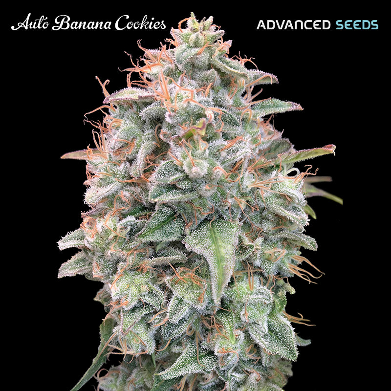 Auto Banana Cookies 5 + 2 semi. fem. Advanced Seeds