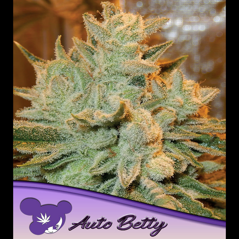 Auto Betty 5 u. fem Anesia