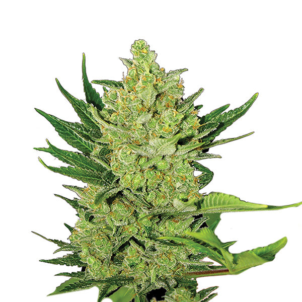Auto Big Bud 5 u. fem. Nirvana