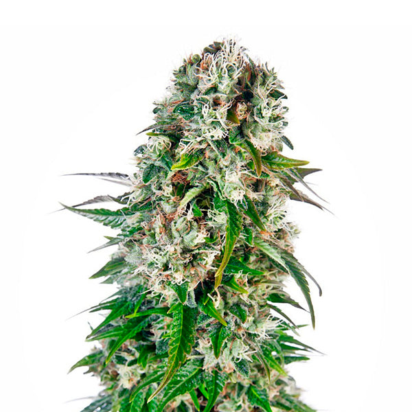 Auto Big Bud 1 ud. fem. Sensi Seeds
