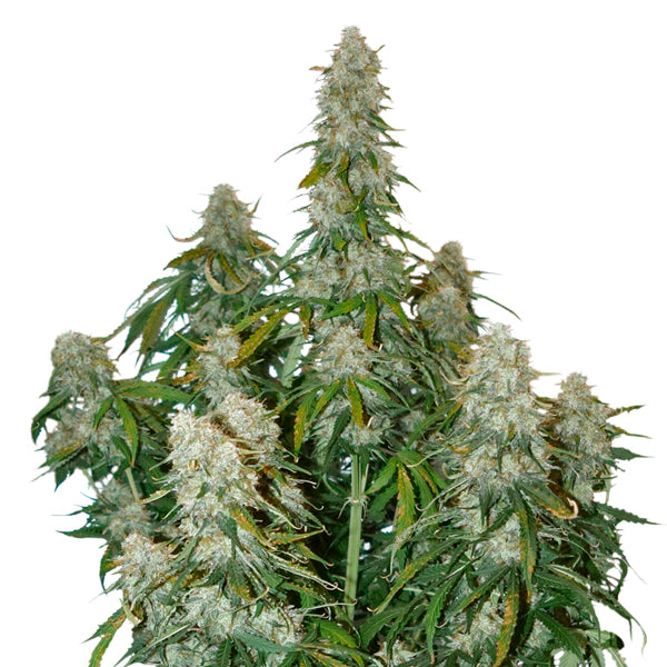 Auto Big Bud fem. 3 u. Seedstockers