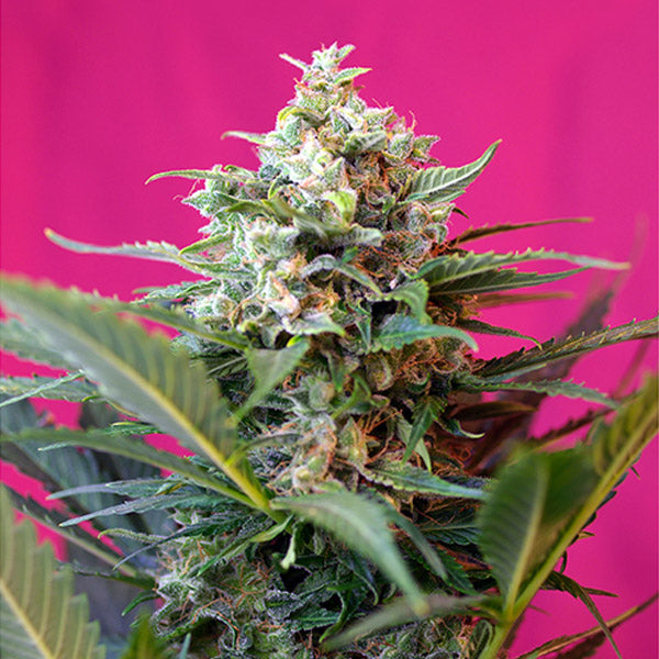 Auto Big Devil XL 3+1 pz. fem. Sweet Seeds