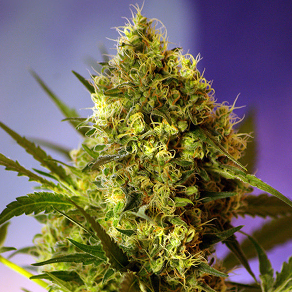 Auto Big Devil XL 25 u. fem. Granel Profesionales Sweet Seeds
