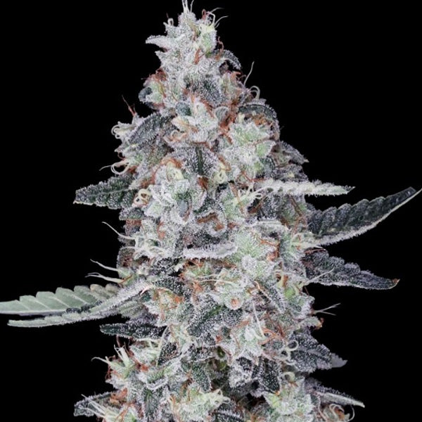 Auto Big Mac 5 pz. fem. DNA Genetics