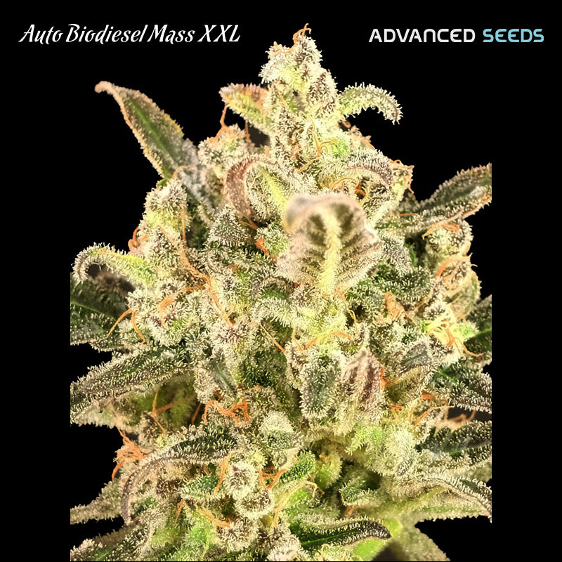 Auto Biodiesel Mass XXL 25 pz. fem. Advanced Seeds