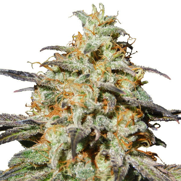 Auto Biscotti 3 u. fem. Original Sensible