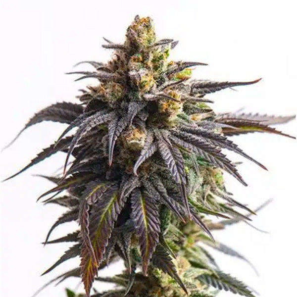 Auto Biscotti 3+1 pz. fem. Vision Seeds