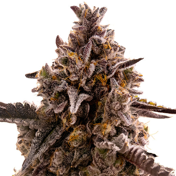 Auto Black Orchid 1 u. fem. Original Sensible