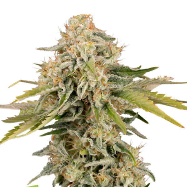 Auto Black Rainbow fem. 3 pk. Seedstockers