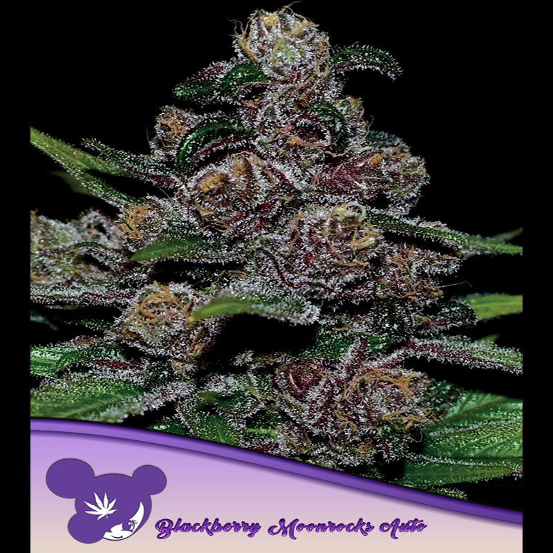 Auto Blackberry Moonrocks 3 u. fem Anesia