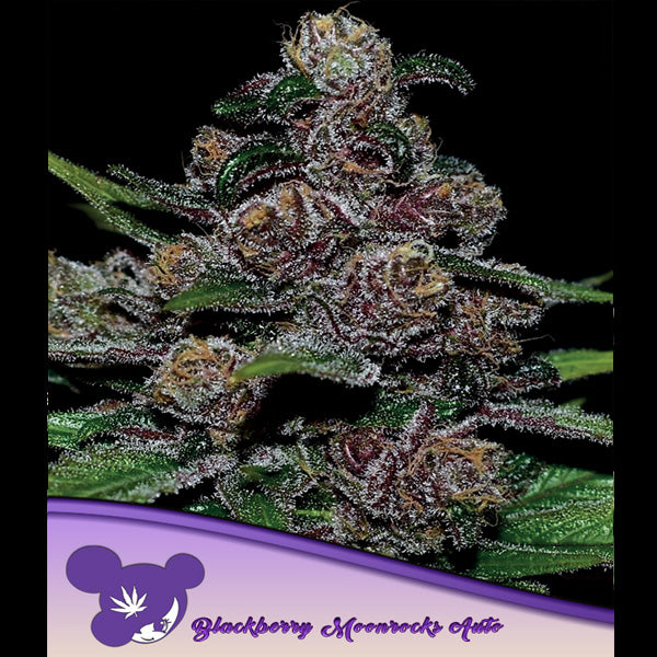 Auto Blackberry Moonrocks 5 u. fem Anesia