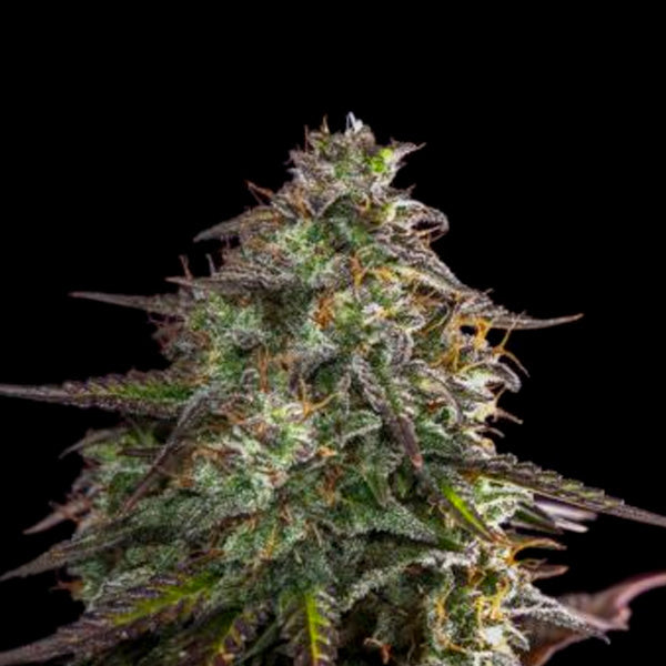 Auto Blue Cheese 1 u. fem. Expert Seeds