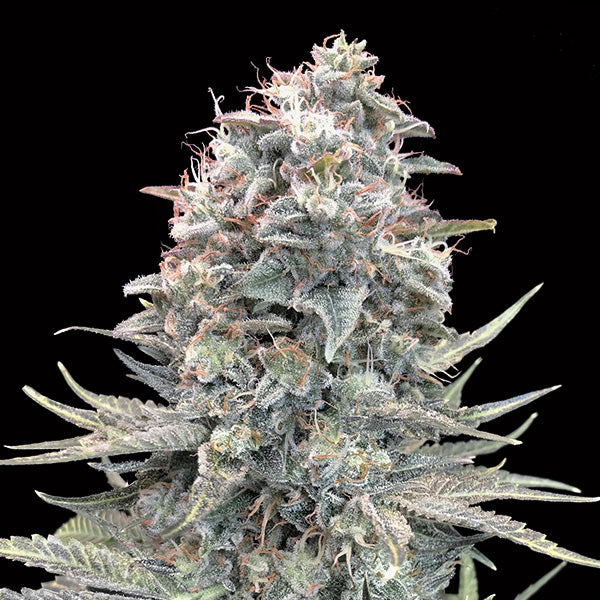 Auto Blue Dream 25 pcs. fem. 00 Seeds