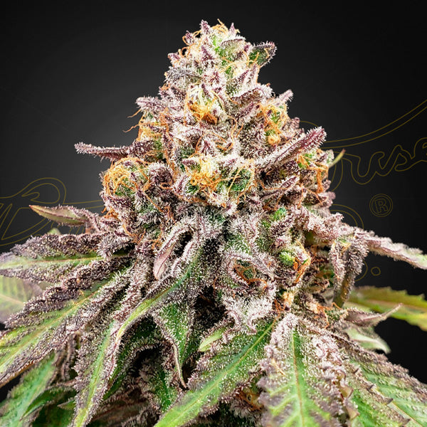 Auto Blue Haze x Auto Gelato 41 - 1 u. fem. Green House