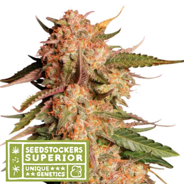 Auto Blue Moby fem. 1 pz. Seedstockers Superior