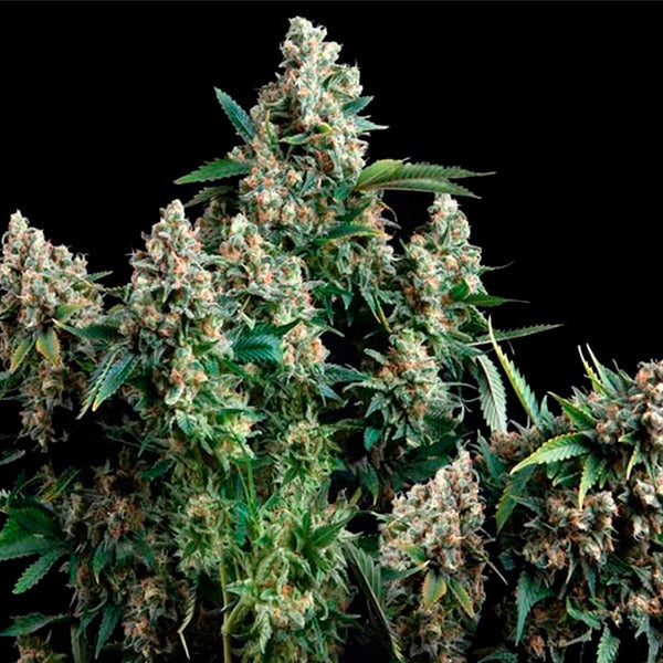 Auto Blue Pyramid 5 pcs. fem. Pyramid Seeds