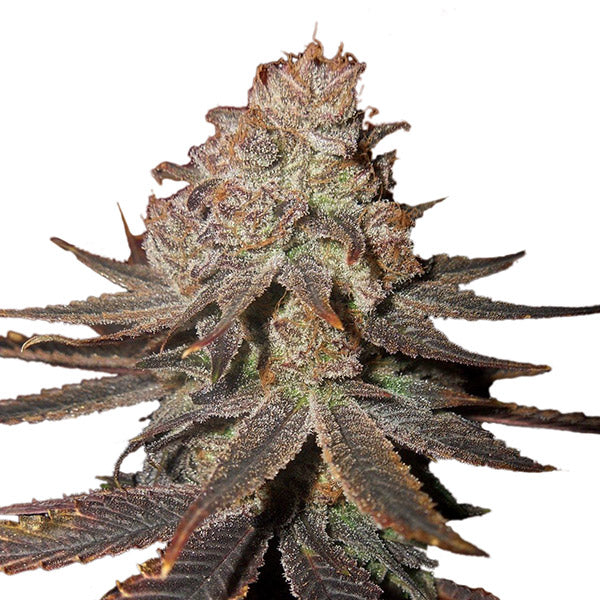 Auto Blueberry 5 u. fem. Nirvana