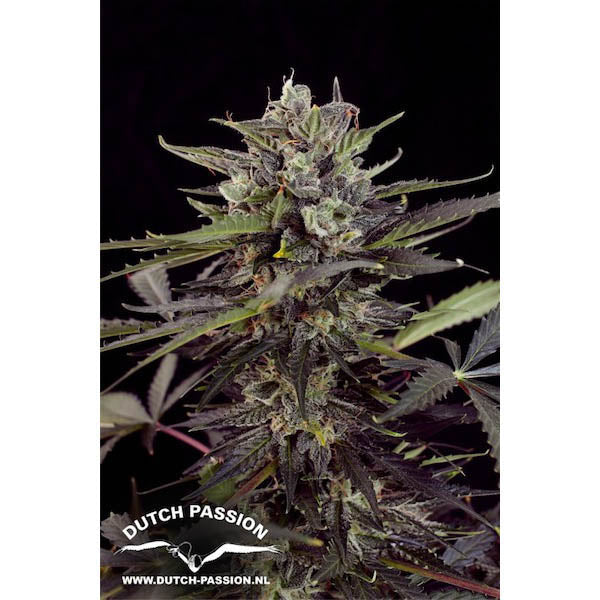 Auto Blueberry 7 u. fem. Dutch Passion