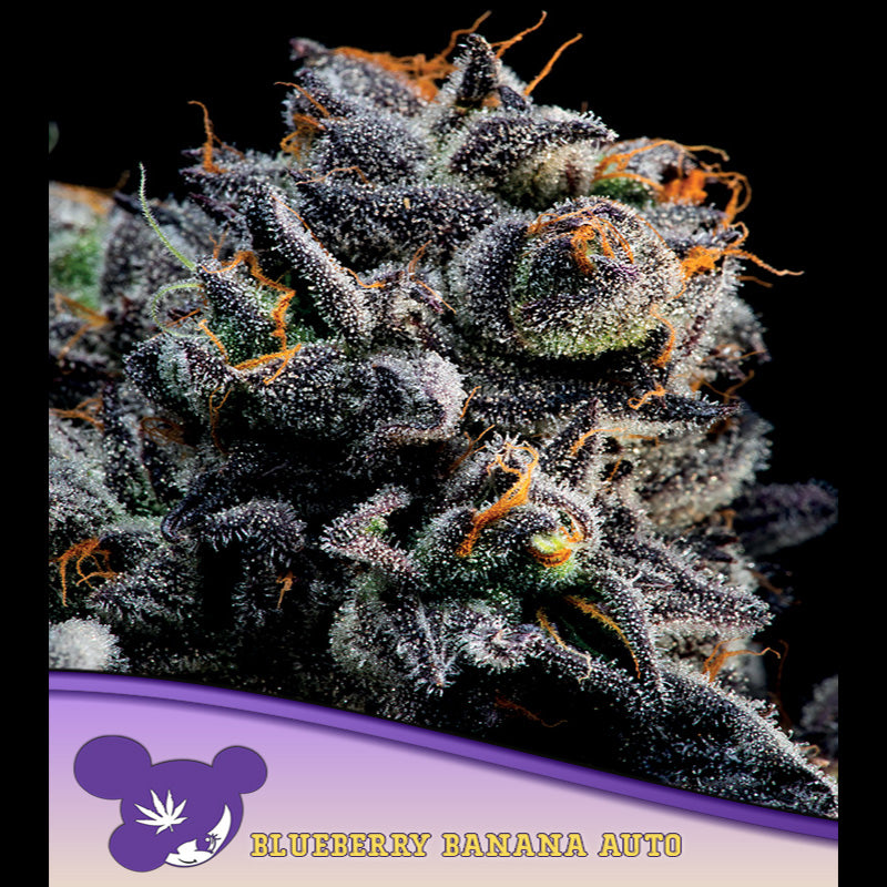 Auto Blueberry Banana 10 u. fem Anesia
