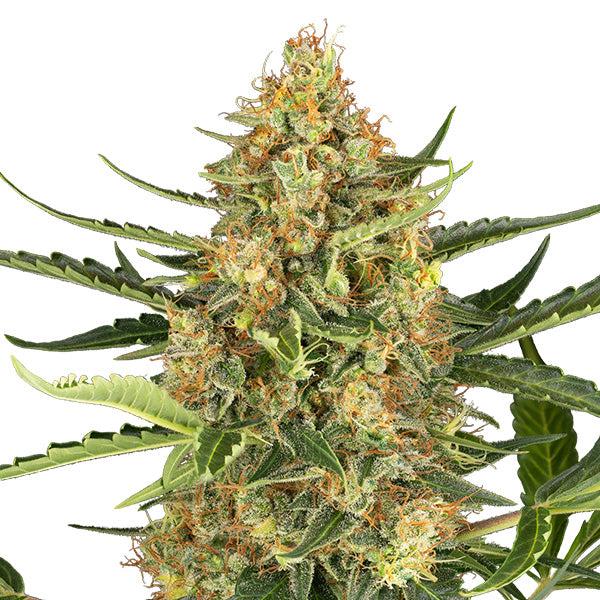 Auto Blueberry Bubblegum 5 u. fem. Sensi Seed Research