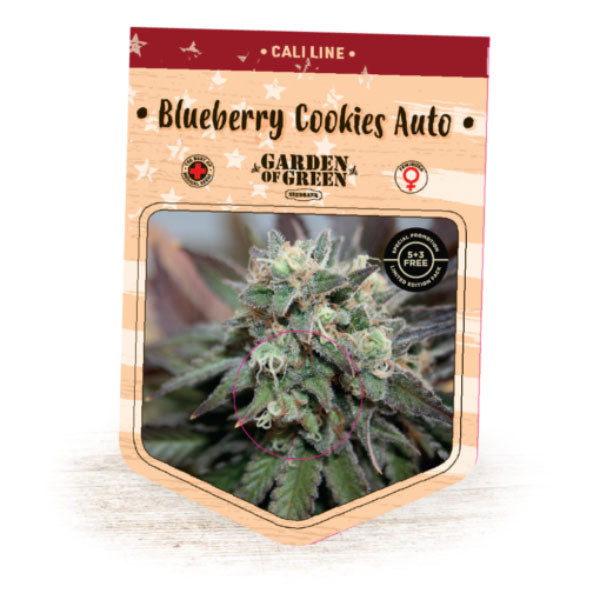 Auto Blueberry Cookies 1 u. fem. Garden of Green Seeds