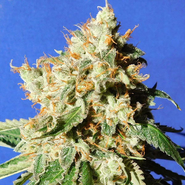 Auto Blueberry Cookies 5 u. fem. Original Sensible