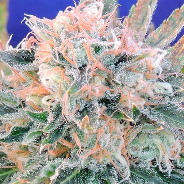 Auto Blueberry Ghost OG 1 u. fem. Original Sensible
