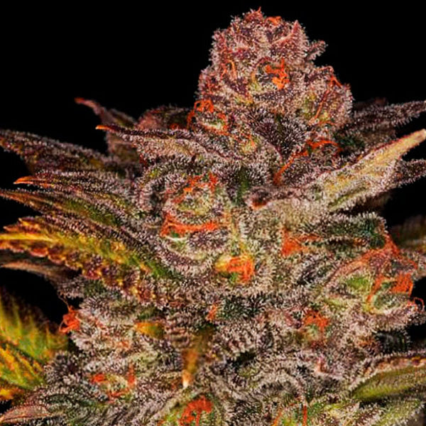 Auto Blueberry Glue 10 pz. fem. Expert Seeds