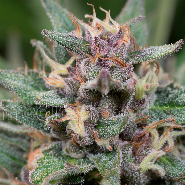 Auto Bluehell 5 u. fem. Medical Seeds