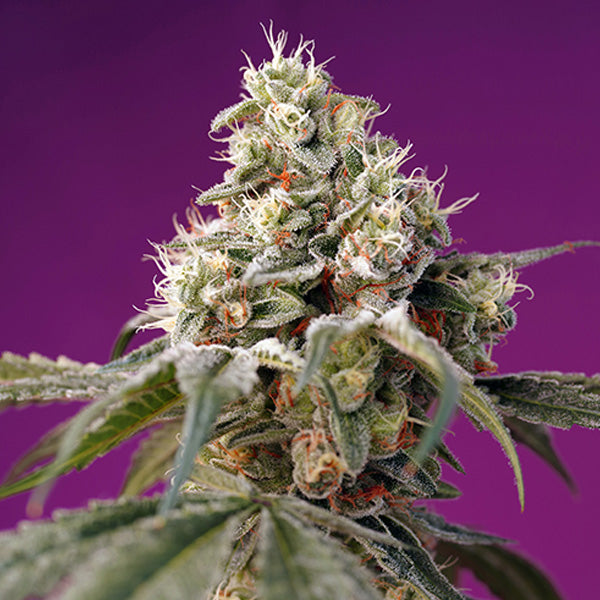 Auto Bruce Banner 5+2 u. fem. Sweet Seeds