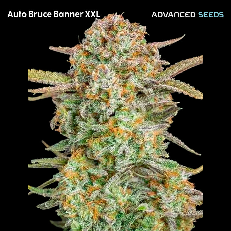 Auto Bruce Banner XXL 5 + 2 u. fem. Advanced Seeds
