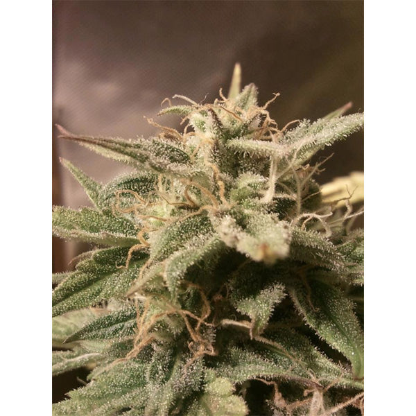 Auto Bubble 10 u. fem. Female Seeds