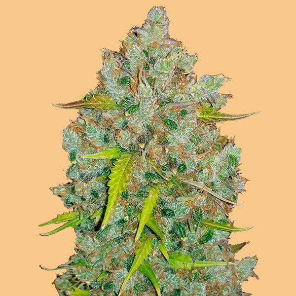 Auto Bubblegum 1 pc. feminized FastBuds Seeds