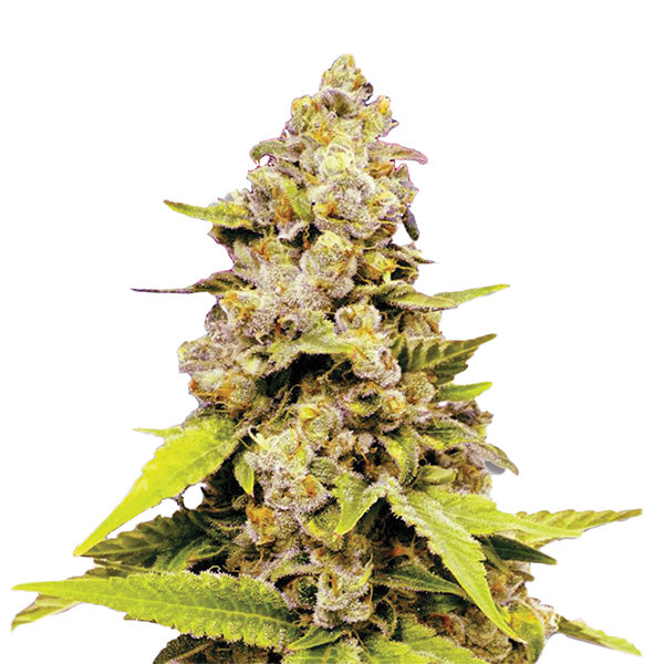Auto Bubblelicious 5 u. fem. Nirvana