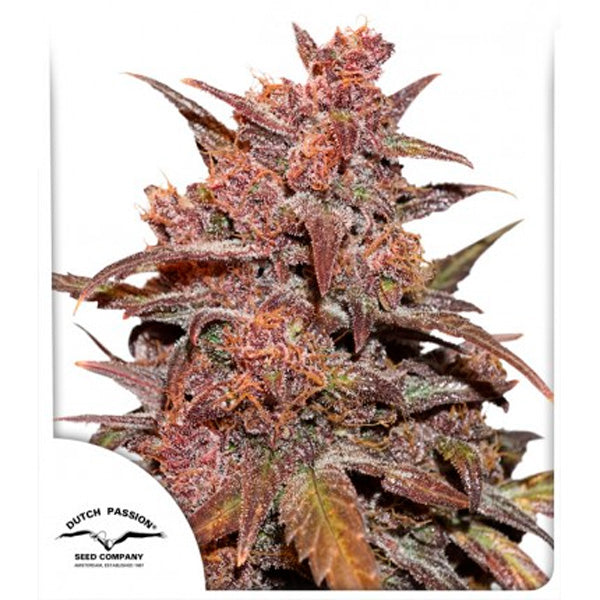 Auto CBD Blackberry Kush 1 u. fem. Dutch Passion