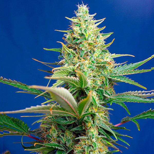 Auto CBD Sweet Pure 25 unità fem. Sfuso Professionale Sweet Seeds