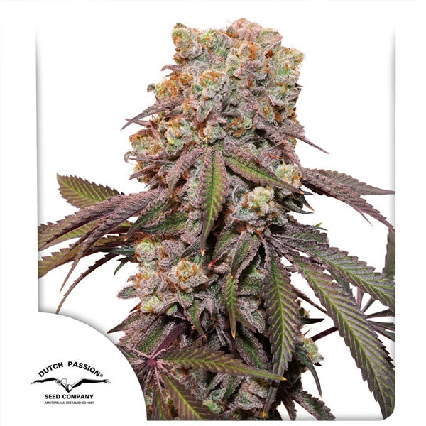 Auto Candy Bubatz XL 1 u. fem. Dutch Passion