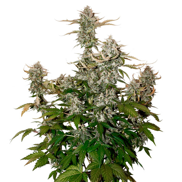 Auto Candy Dawg femm. 1 pz. Seedstockers