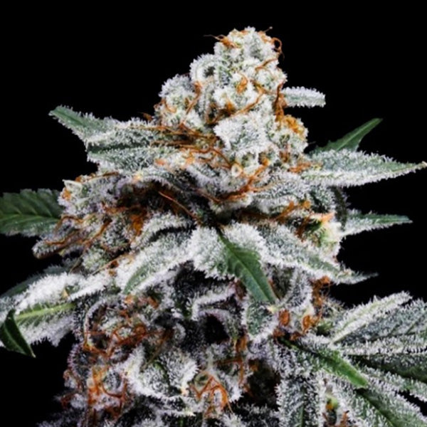 Auto Canelo 3 pz. fem. DNA Genetics