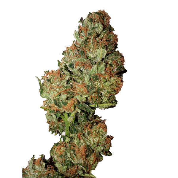 Auto Cannatonic (0.3/20) 10 pcs. fem. CBD+ Buds