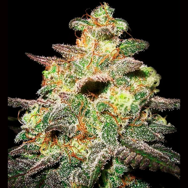 Auto Caramella 3 u. fem. Expert Seeds