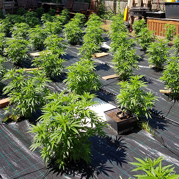 Auto Cheese 6+4 u. The Original Big Buddha Family Farms