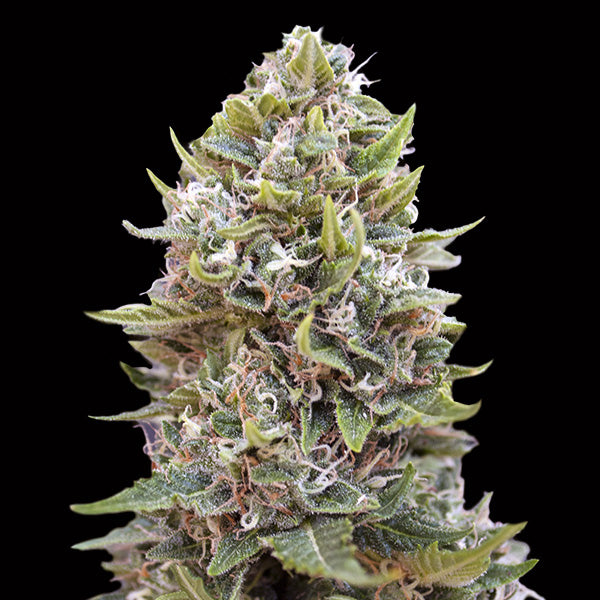 Auto Cheese Berry 5 u. fem. 00 Seeds