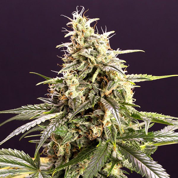 Auto Chem Bomb 3 ud Humboldt Seed Organization
