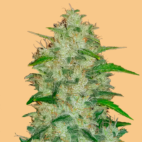 Auto Chemdawg 3 pcs. fem. FastBuds Seeds